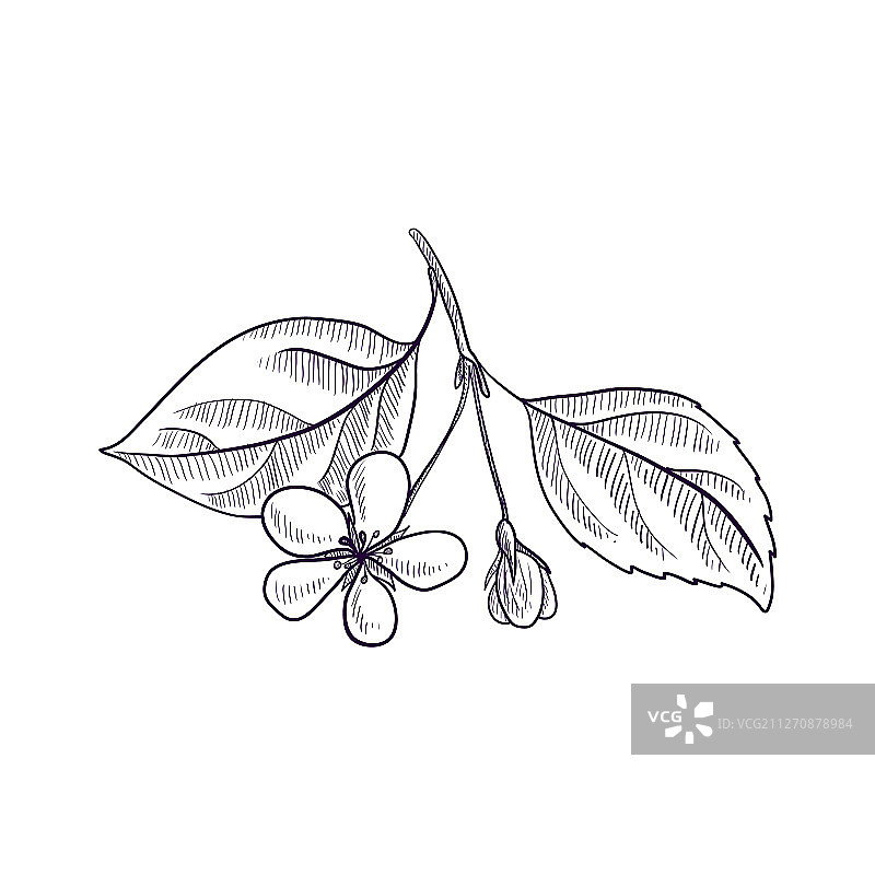 苹果树枝简笔画图片素材