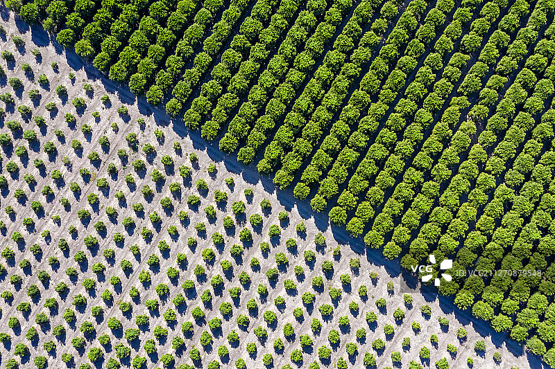 美国农业种植航拍 橙子树与葡萄藤图片素材