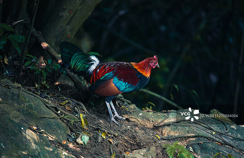红原鸡图片素材