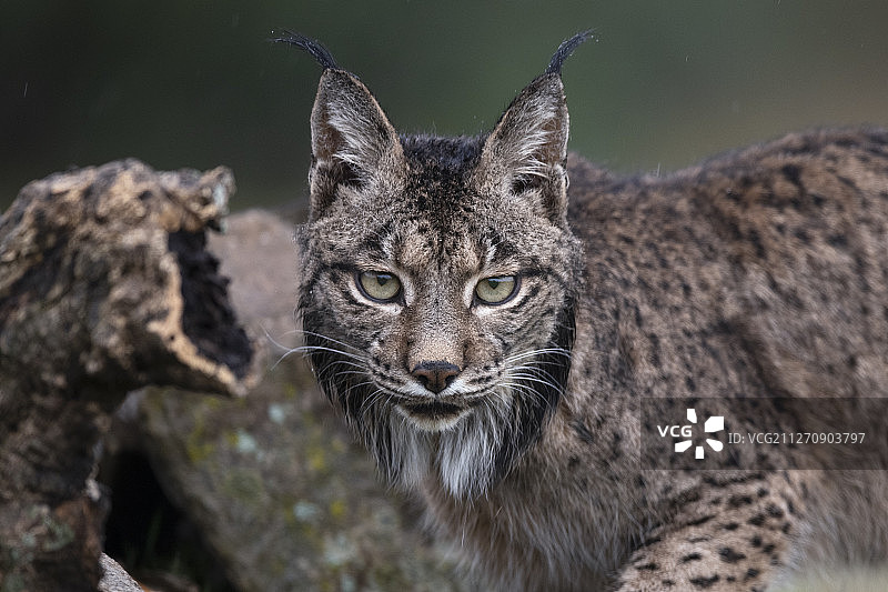 伊比利亚猞猁图片素材