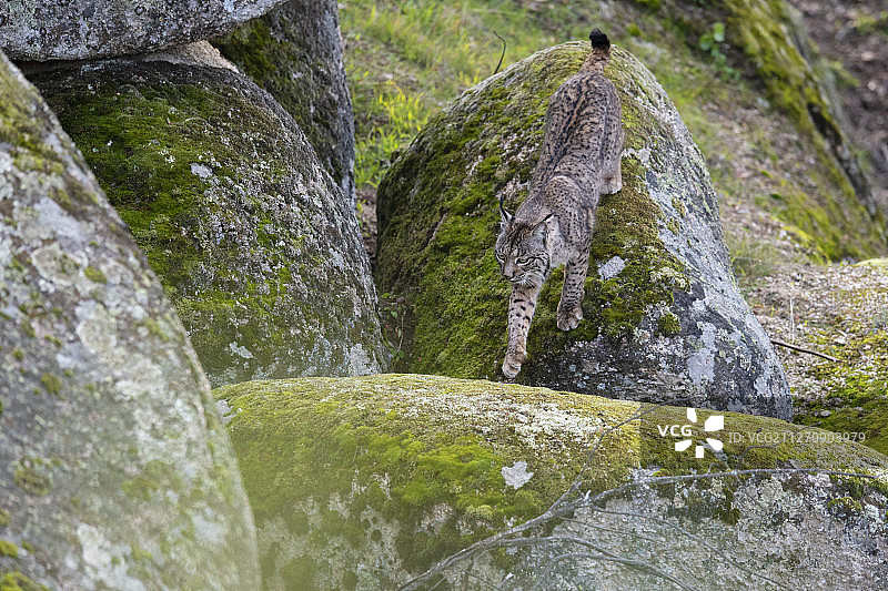 安达卢西亚，锡耶拉德安杜哈尔自然公园的伊比利亚猞猁图片素材