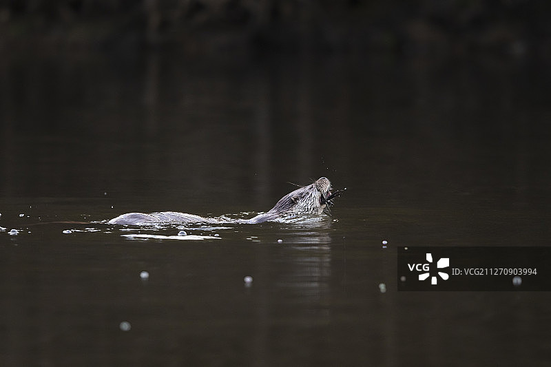 欧洲水獭Lutra lutra正在吃小龙虾图片素材