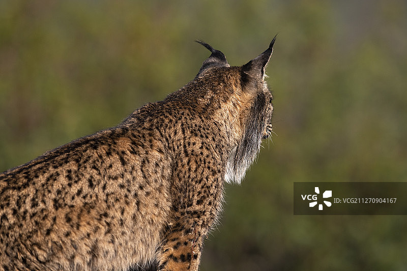 安达卢西亚，锡耶拉德安杜哈尔自然公园的伊比利亚猞猁图片素材