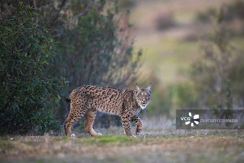 安达卢西亚，锡耶拉德安杜哈尔自然公园的伊比利亚猞猁图片素材