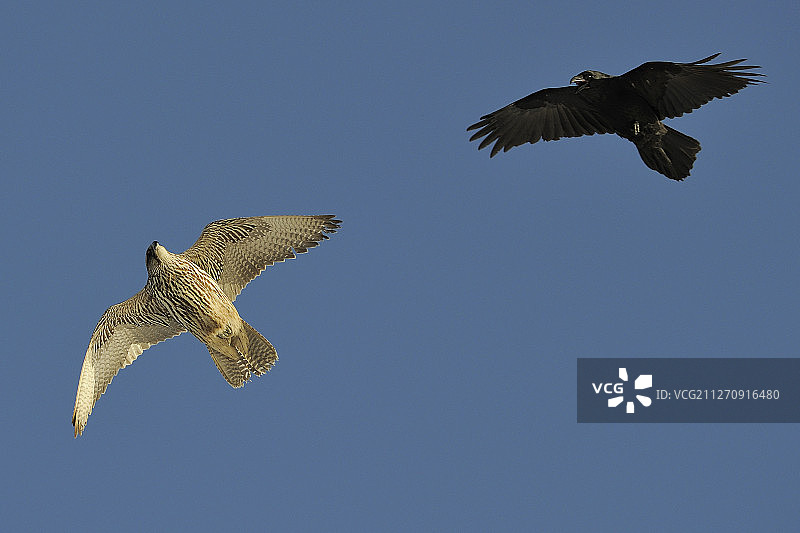矛隼和渡鸦，位于挪威瓦朗厄尔半岛图片素材