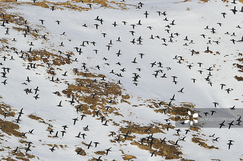 挪威瓦朗厄尔半岛霍尔诺亚岛上的海鸠、厚嘴海鸠和 razorbills图片素材