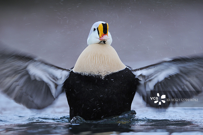 雄性丑鸭，在挪威瓦朗厄尔半岛的Båtsfjord村港口图片素材