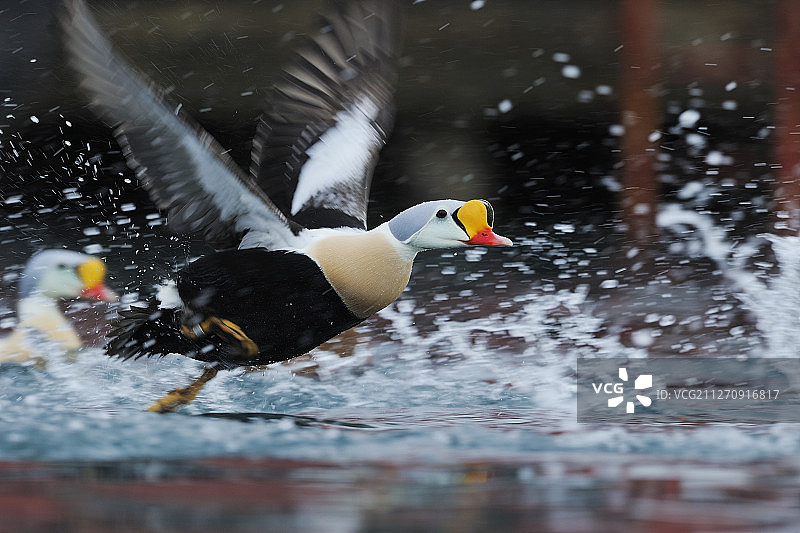 雄性王绒鸭，挪威瓦朗厄尔半岛巴特峡湾村港图片素材