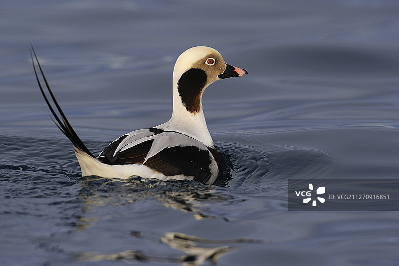挪威瓦朗厄尔半岛巴茨峡湾港的雄性长尾鸭图片素材