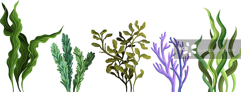 白色背景上的绿色藻类图片素材