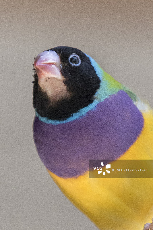 Close-up的金丝雀图片素材