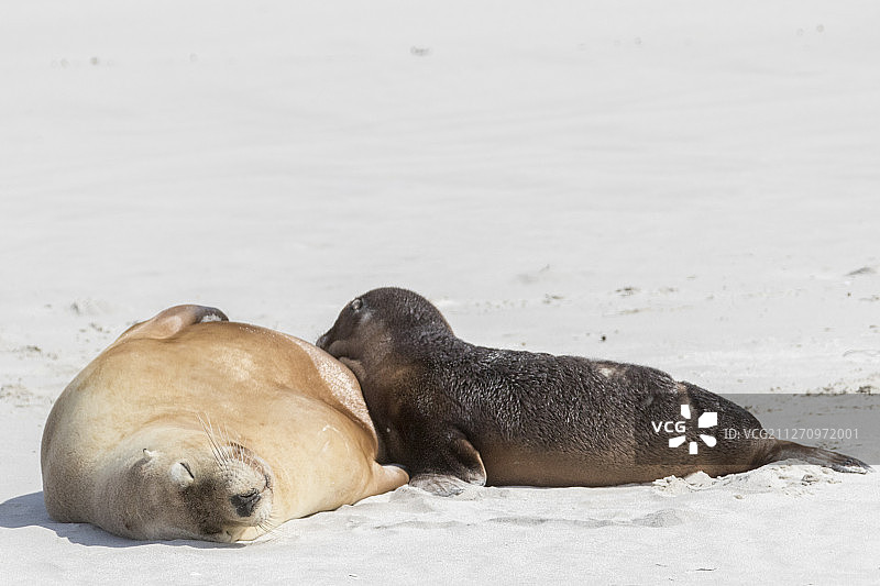 澳大利亚海狮在幼崽哺乳时睡觉图片素材