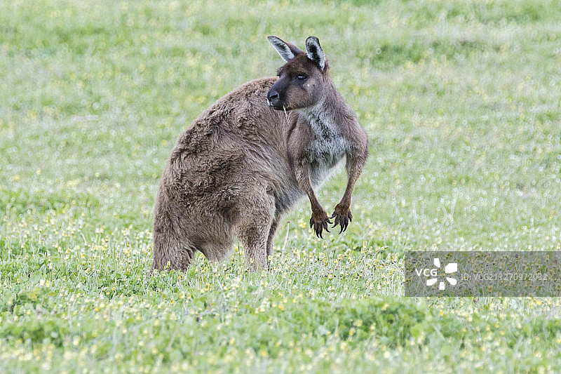 袋鼠岛上的袋鼠，又称黑袋鼠图片素材
