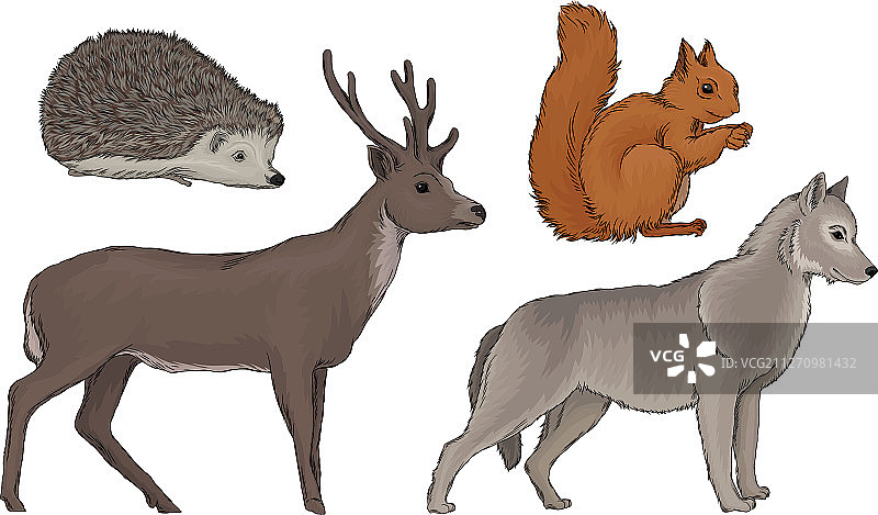 以逼真方式绘制的野生森林生物图片素材