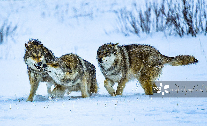 雪中的狼群图片素材
