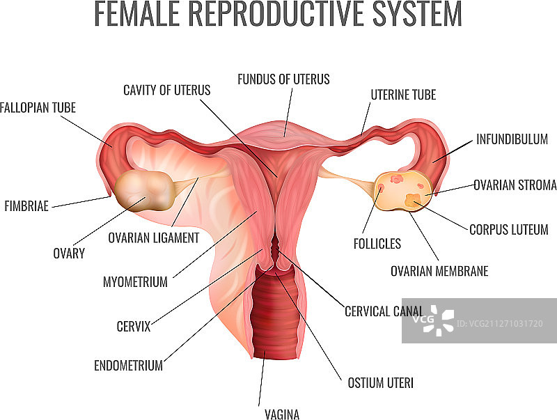 女性生殖系统图片素材