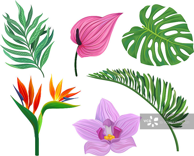 不同的热带植物组合图片素材