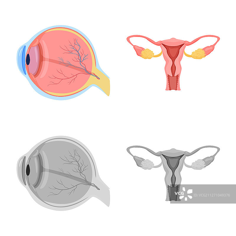 身体和人体图标集图片素材