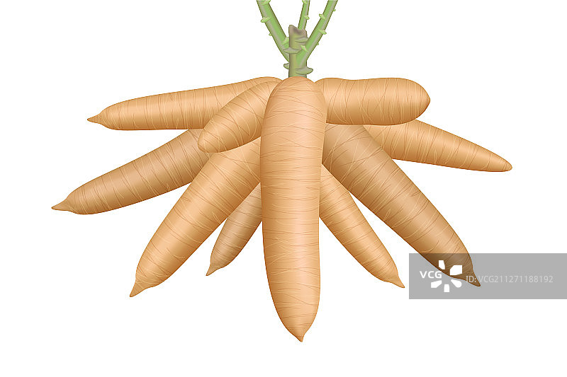 白色背景上的大木薯根茎图片素材