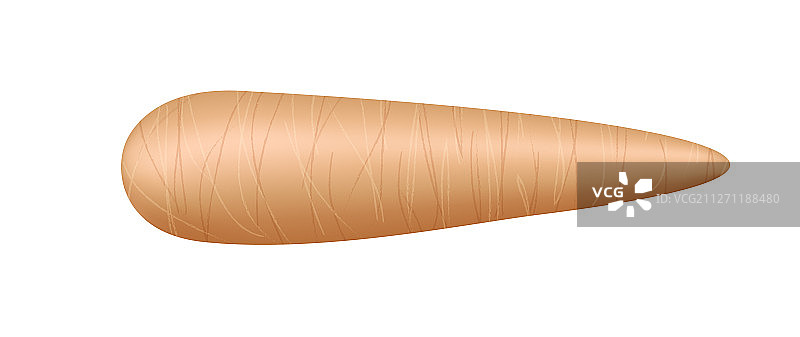 白色背景下的新鲜木薯图片素材