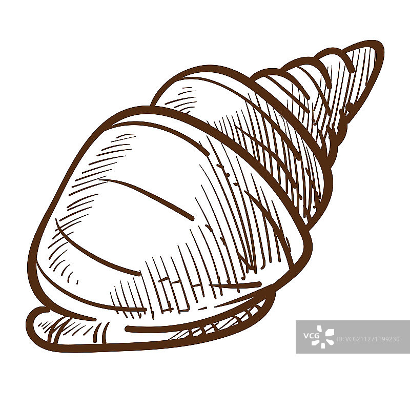 海螺或贝壳螺旋贝类隔离素描图片素材
