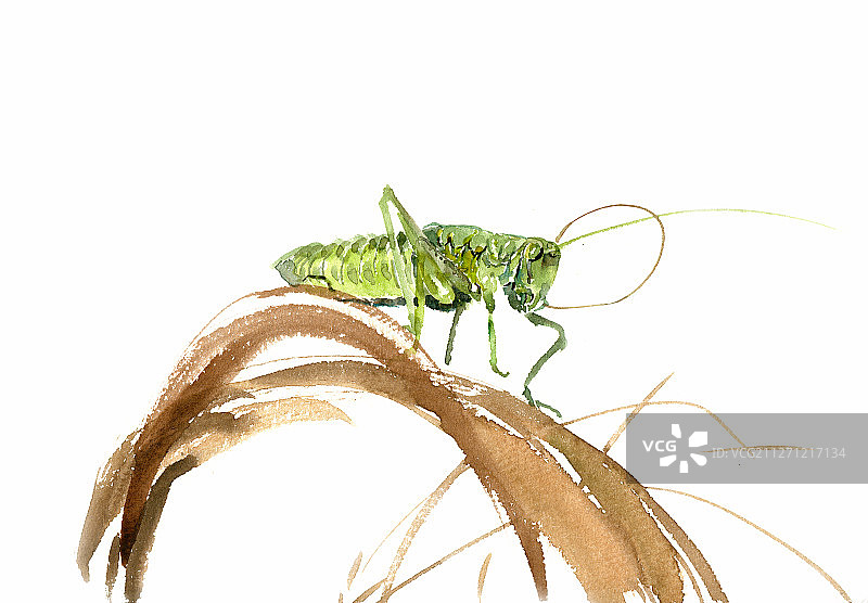 黄叶上的蝈蝈图片素材