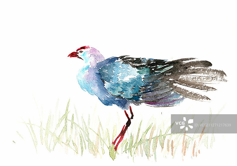 美丽的紫水鸡图片素材