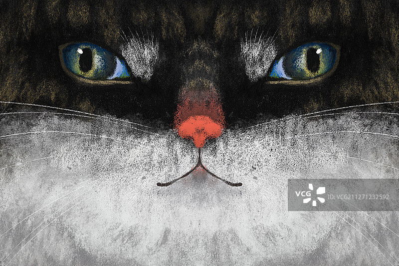 瞪眼猫图片素材