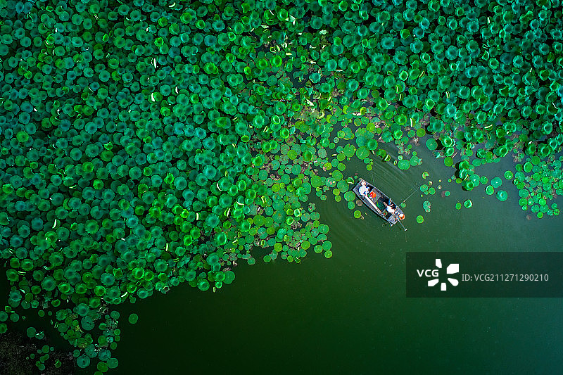 荷风清丽图片素材