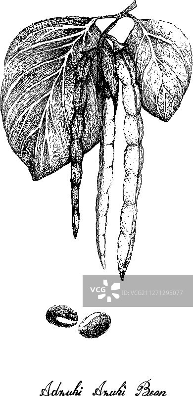 白色背景上的手绘红豆植物图片素材