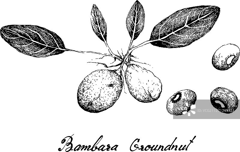 白色背景上手绘班巴拉花生图片素材