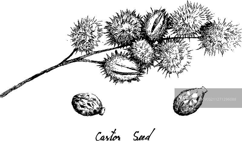 白色背景上手绘的蓖麻豆图片素材