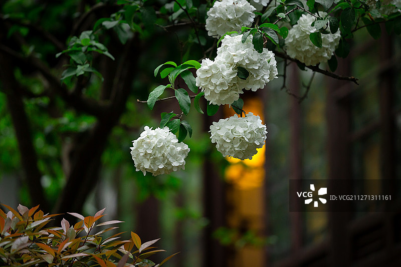 绣球花开图片素材