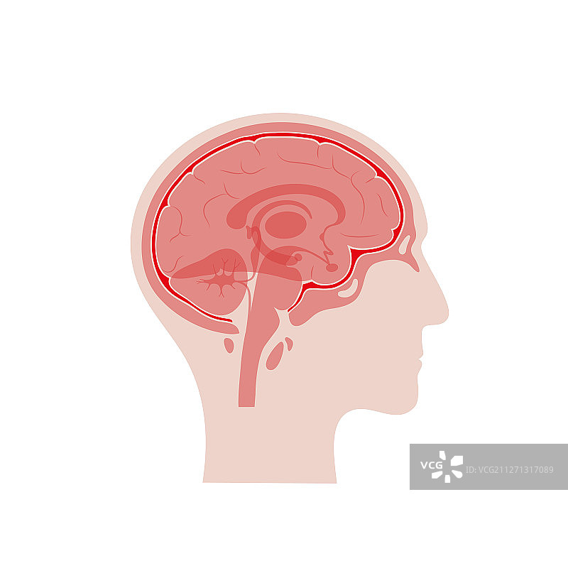 隔离的脑膜图片素材