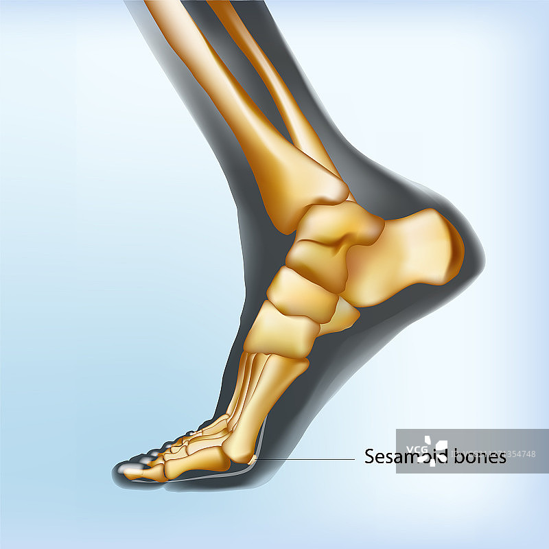 籽骨的自然主义可视化图片素材