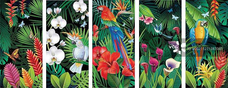 热带丛林植物背景合集图片素材