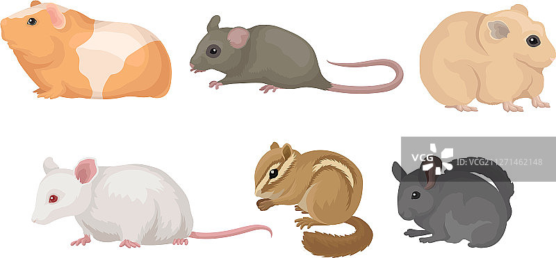 白色背景上的小啮齿动物组合图片素材