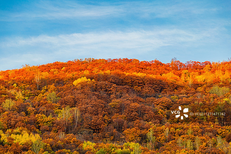 东北秋季户外森林高清大图图片素材