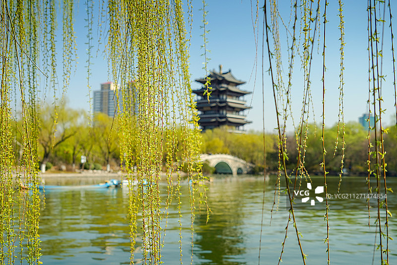 垂柳依依大明湖+山东省济南市历下区大明湖图片素材