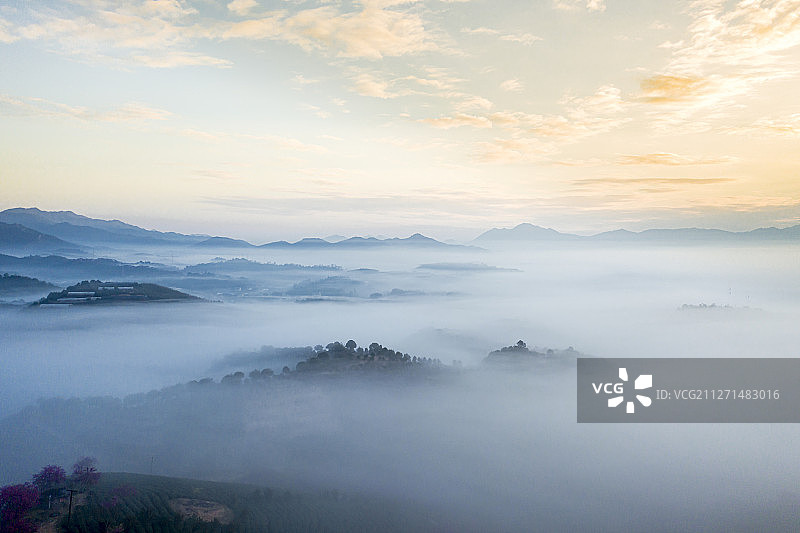 航拍樱花茶园日出云雾缭绕的朝霞景观图片素材
