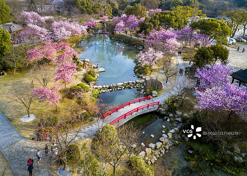 江苏省无锡市 樱花 航拍图片素材