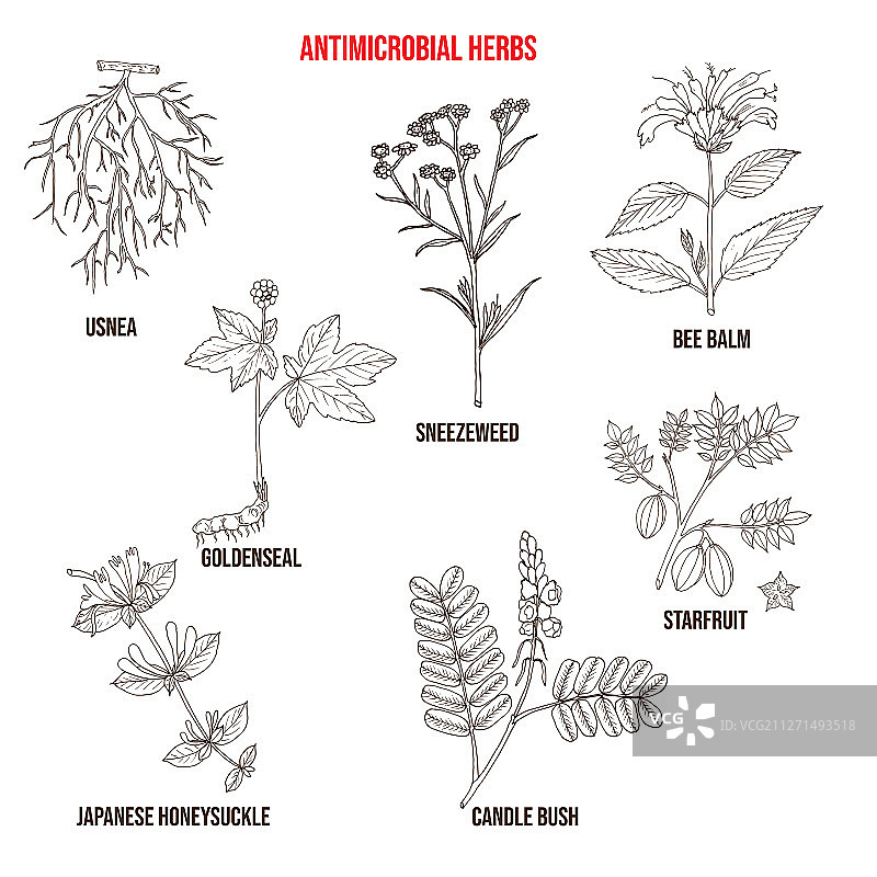 抗菌草药素材图片素材
