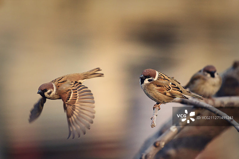 三只麻雀飞行瞬间图片素材