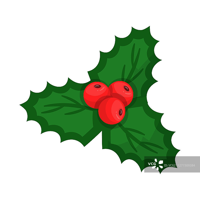 带浆果的扁平槲寄生图片素材