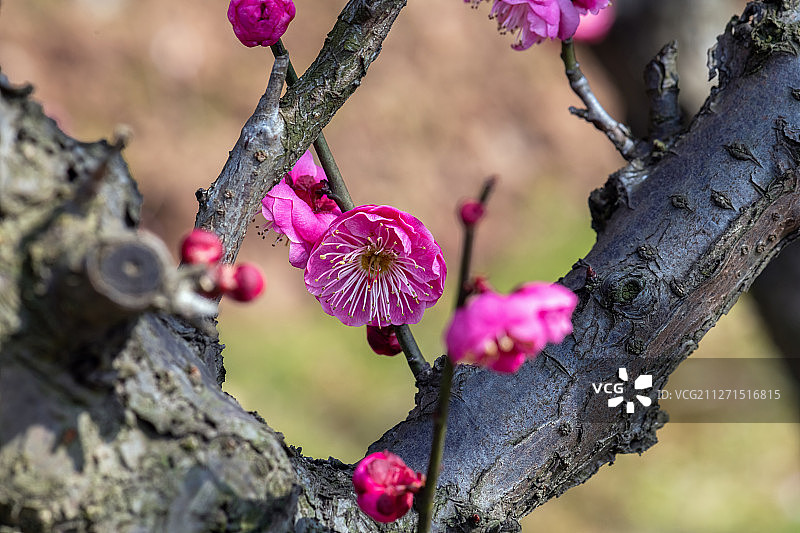 梅花报春图片素材