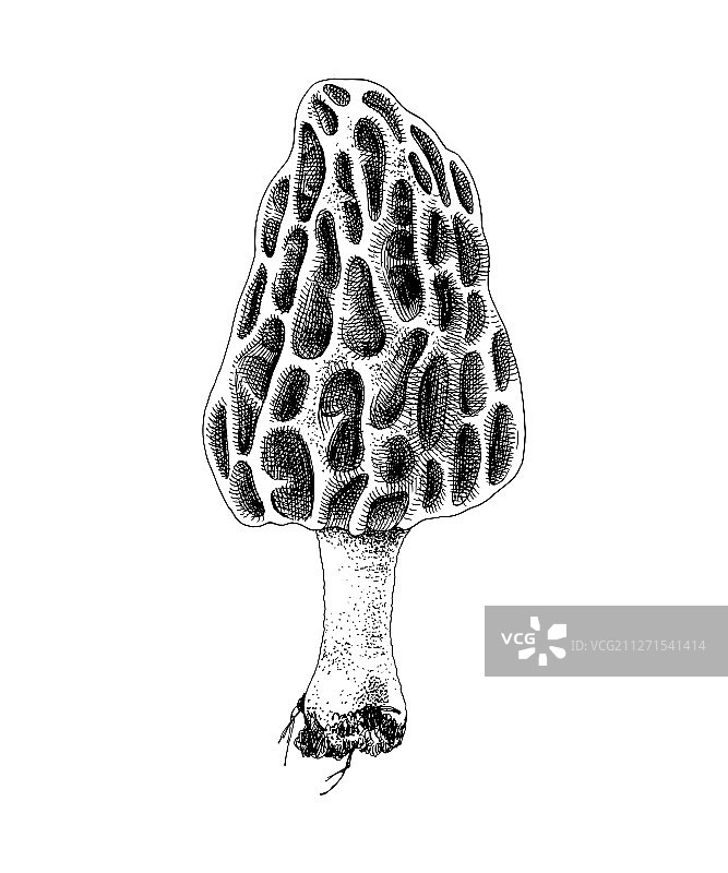 手绘彩色羊肚菌图片素材