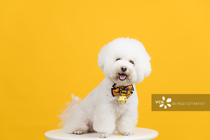 黄色背景下带着万圣节领结的比熊犬图片素材