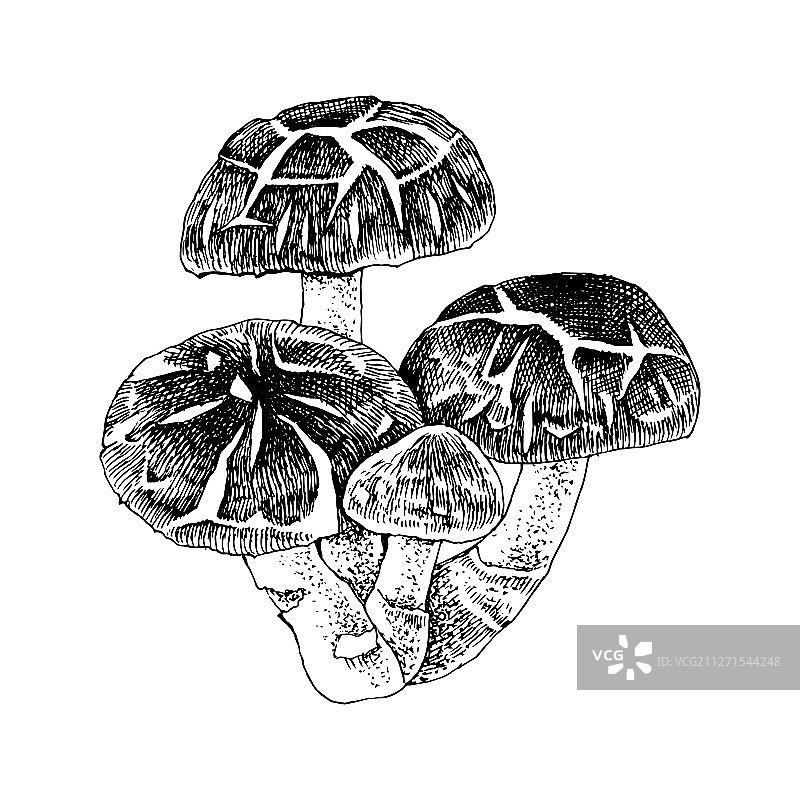 手绘香菇图片素材