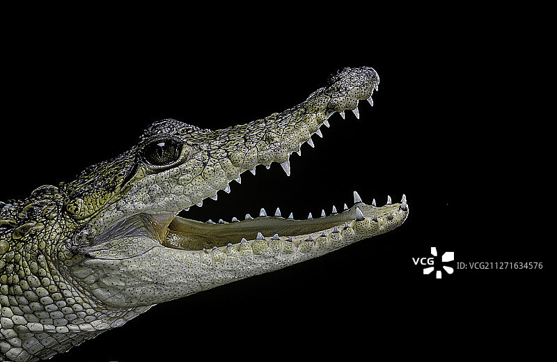 莫瑞雷鳄图片素材