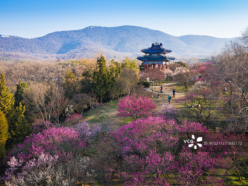 南京梅花山图片素材